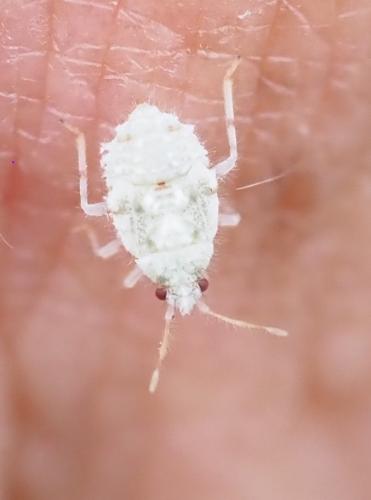 Deraeocoris lutescens